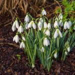 Bulbes à fleurs à planter à l'automne - Perce Neige Woronowii (x30) - face recto